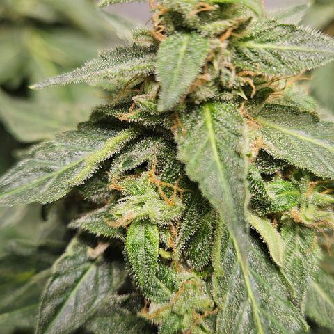 Pineapple Express Auto growlog timeline photo