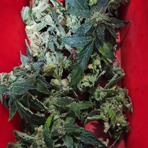 Pineapple Express Auto growlog timeline photo