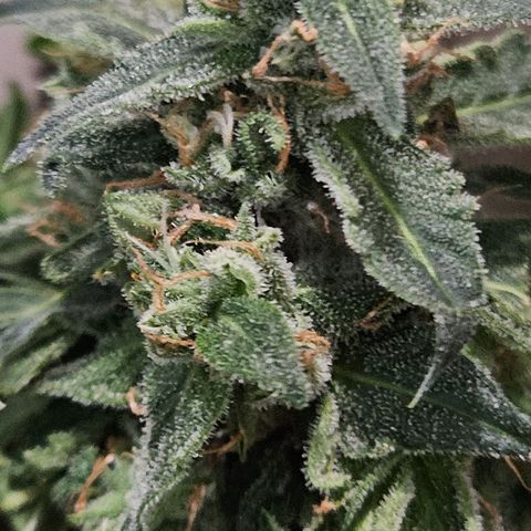 Pineapple Express Auto growlog timeline photo