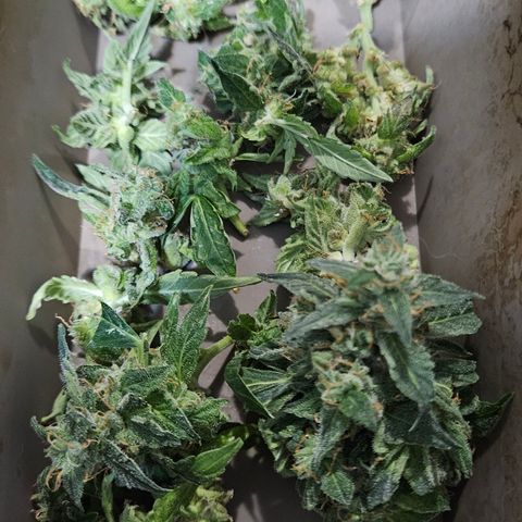 Pineapple Express Auto growlog timeline photo