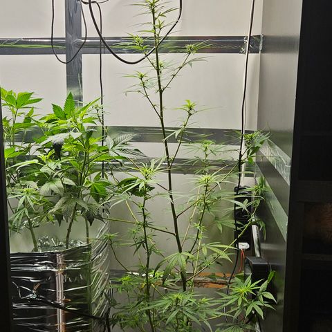 Gorila clone growlog timeline photo