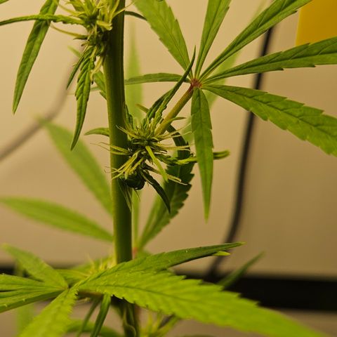 Gorila clone growlog timeline photo