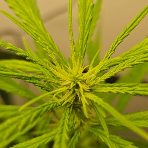 Gorila clone growlog timeline photo