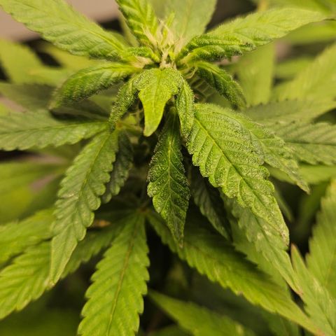 Terple growlog timeline photo
