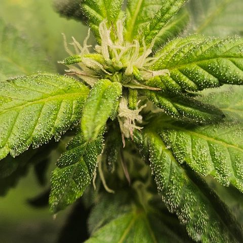 Terple growlog timeline photo
