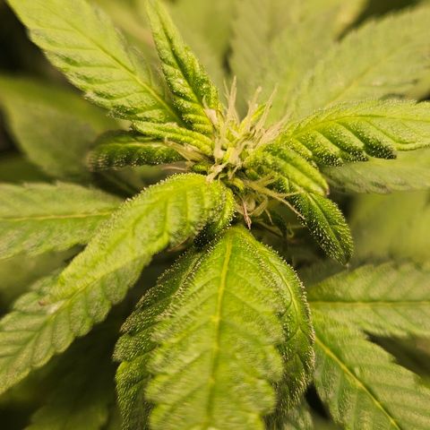 Terple growlog timeline photo