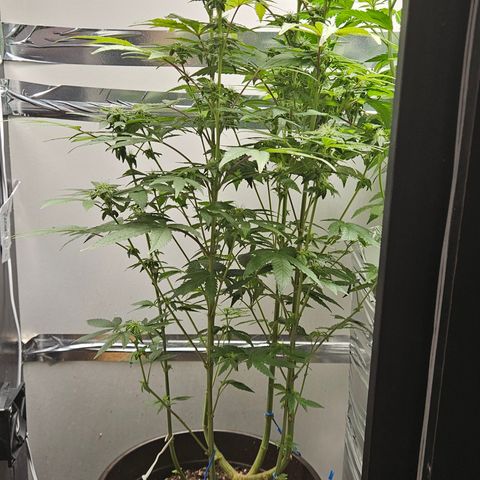 Terple growlog timeline photo