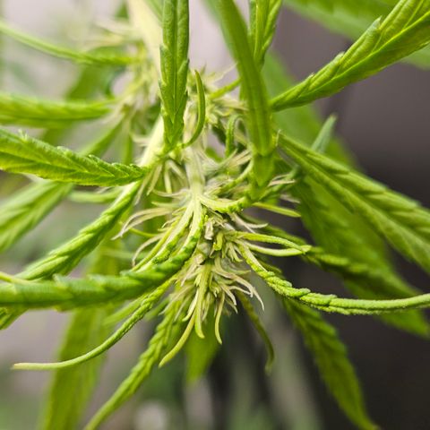 Gorila clone growlog timeline photo