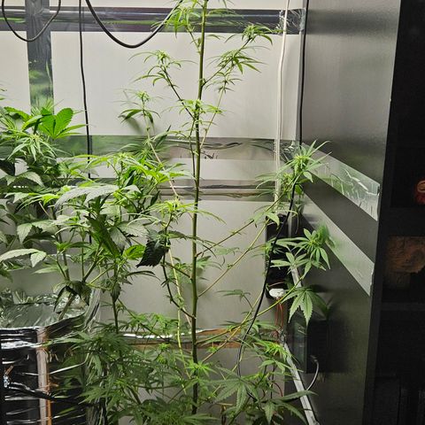 Gorila clone growlog timeline photo