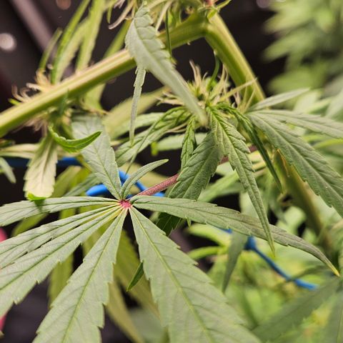 Gorila clone growlog timeline photo