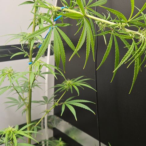 Gorila clone growlog timeline photo