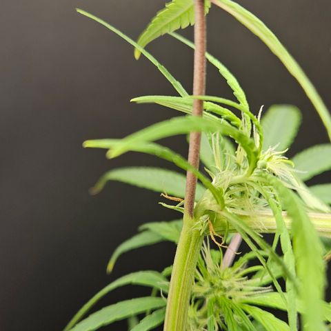 Gorila clone growlog timeline photo