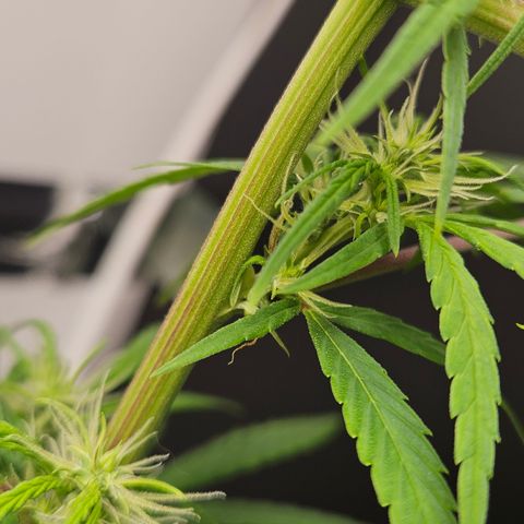 Gorila clone growlog timeline photo