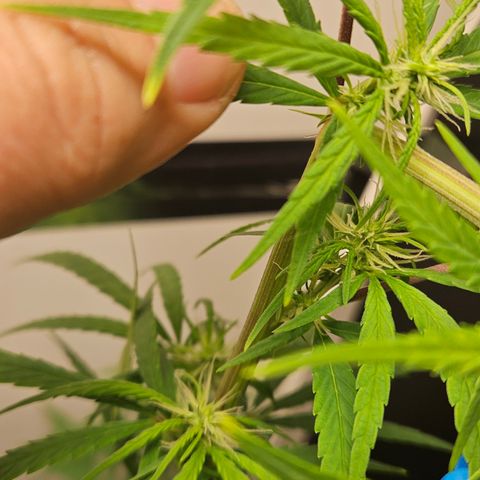 Gorila clone growlog timeline photo