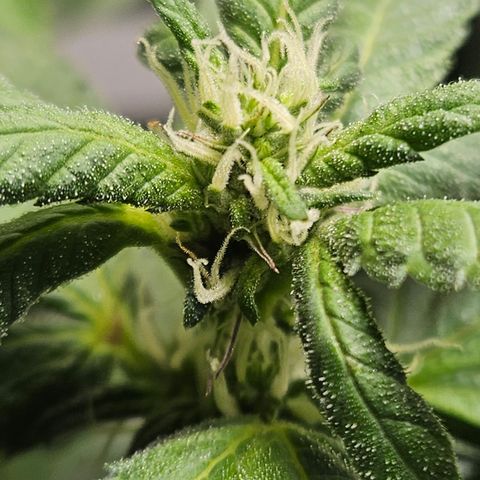 Terple growlog timeline photo