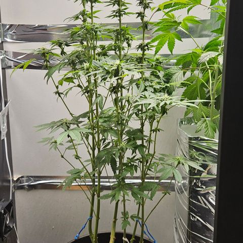 Terple growlog timeline photo