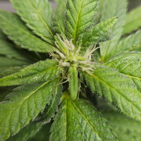 Terple growlog timeline photo