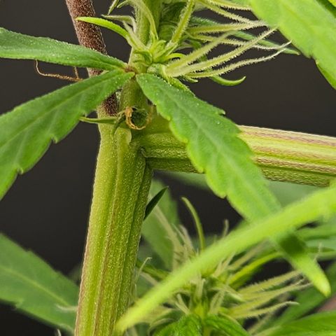 Gorila clone growlog timeline photo