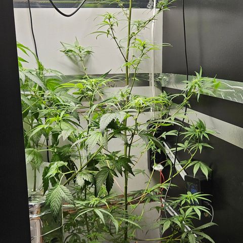 Gorila clone growlog timeline photo
