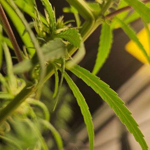 Gorila clone growlog timeline photo