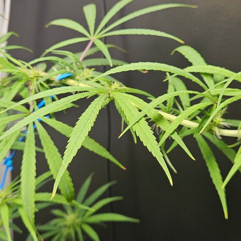 Gorila clone growlog timeline photo