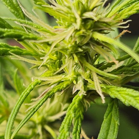 Gorila clone growlog timeline photo