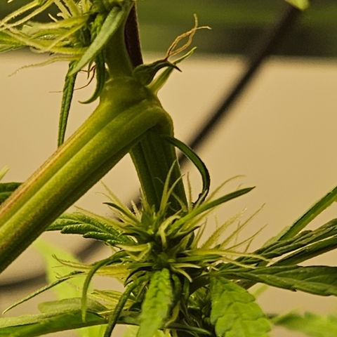 Gorila clone growlog timeline photo