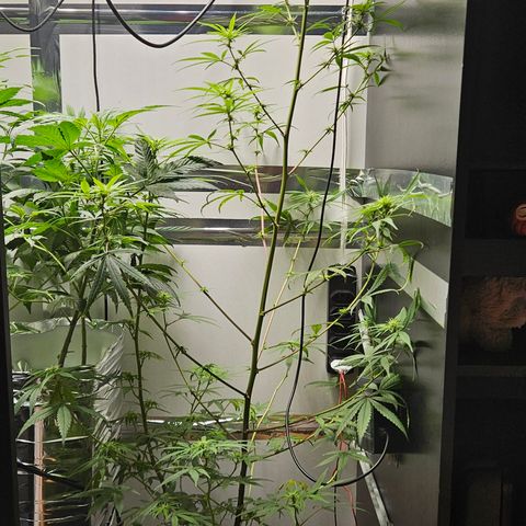 Gorila clone growlog timeline photo