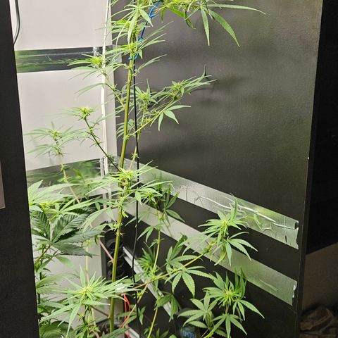 Gorila clone growlog timeline photo