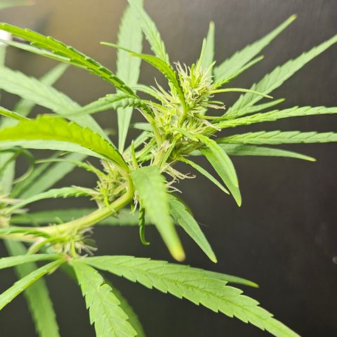 Gorila clone growlog timeline photo