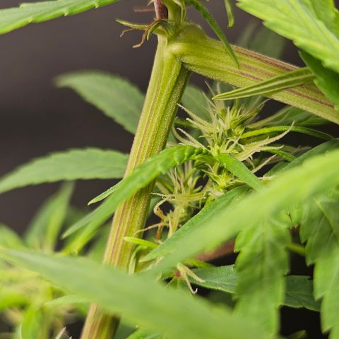 Gorila clone growlog timeline photo
