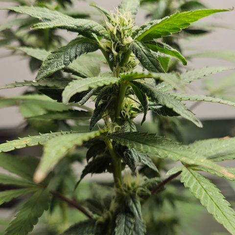 Terple growlog timeline photo