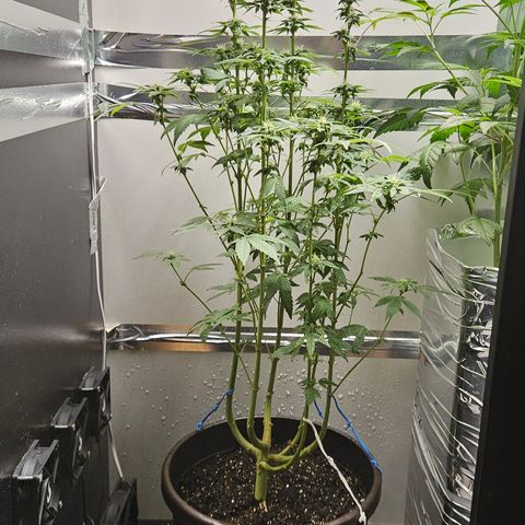 Terple growlog timeline photo