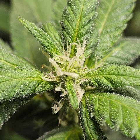 Terple growlog timeline photo
