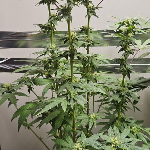 Terple growlog timeline photo