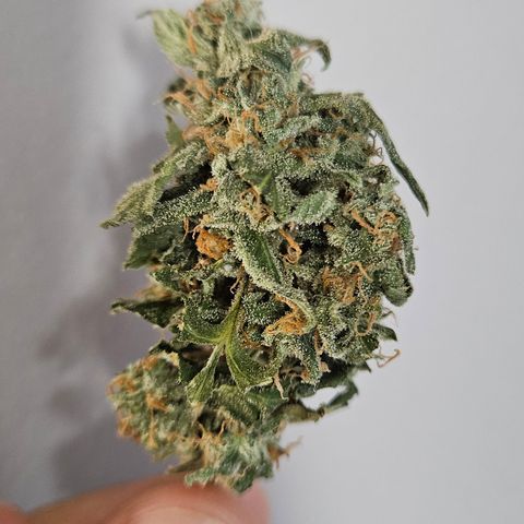 Pineapple Express Auto growlog timeline photo