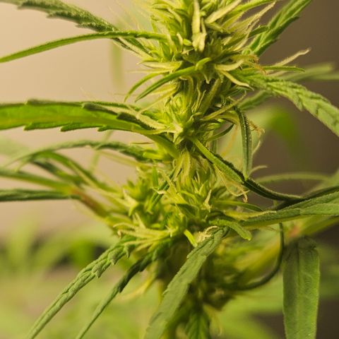 Gorila clone growlog timeline photo