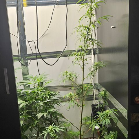 Gorila clone growlog timeline photo