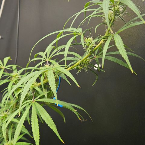 Gorila clone growlog timeline photo