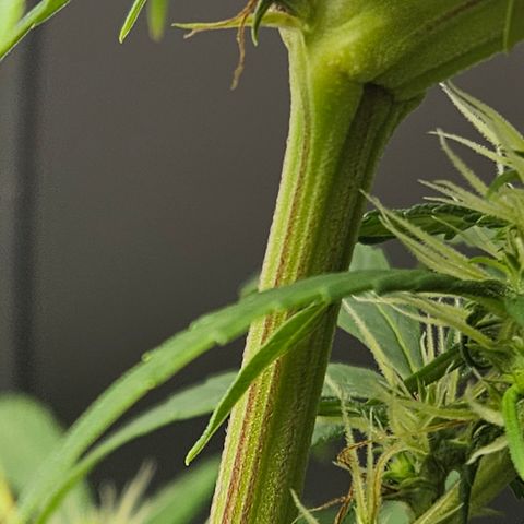 Gorila clone growlog timeline photo