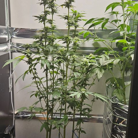 Terple growlog timeline photo
