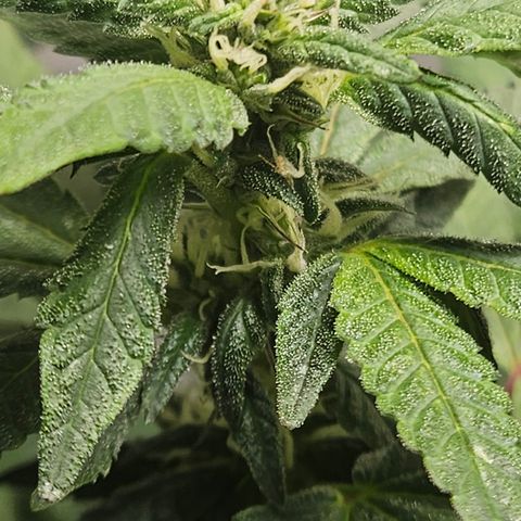Terple growlog timeline photo