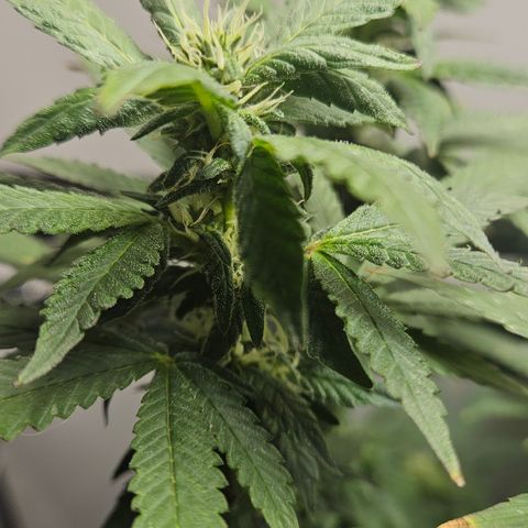 Terple growlog timeline photo
