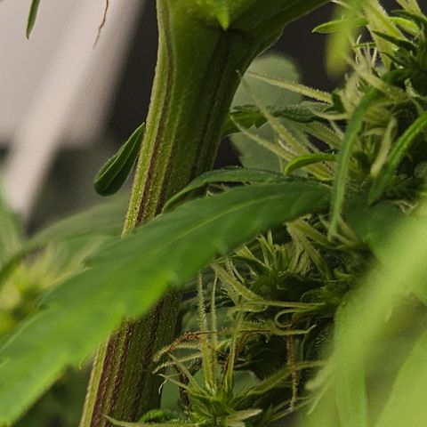 Gorila clone growlog timeline photo