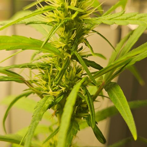 Gorila clone growlog timeline photo