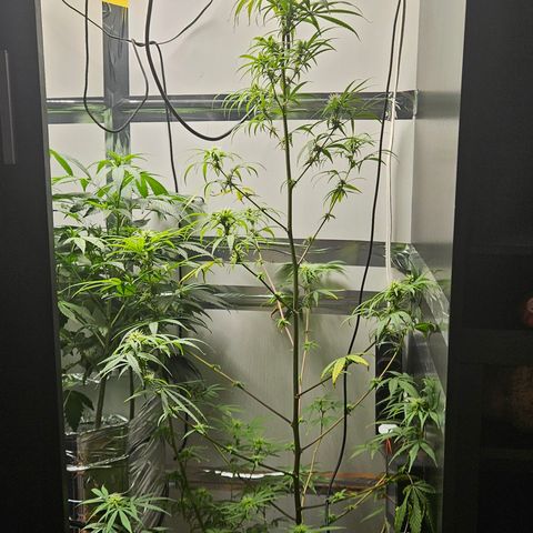 Gorila clone growlog timeline photo