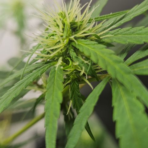 Gorila clone growlog timeline photo