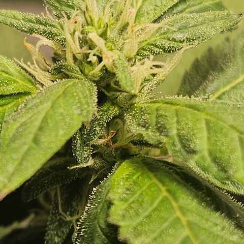 Terple growlog timeline photo