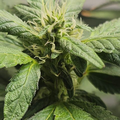 Terple growlog timeline photo