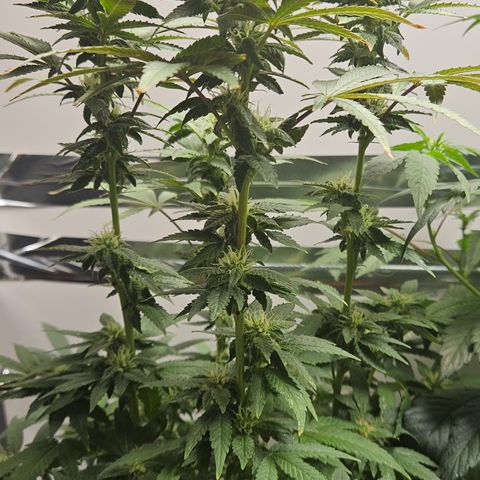Terple growlog timeline photo